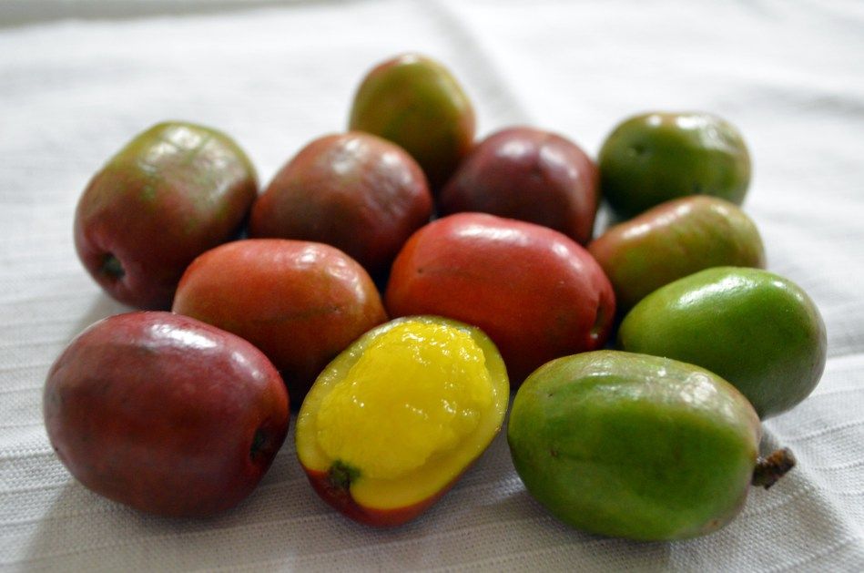 Bilde av JOCOTE / JOBO / CIRUELO ENTERO GOYA 400g
